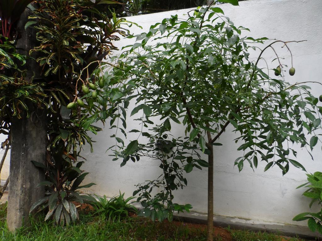 Summer Dew Villa تالب المظهر الخارجي الصورة